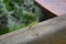 Yellow fuzzy caterpillar moving around a deck railing