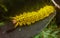 Yellow Fuzzy Spotted Apatelodes. Yellow furry caterpillar.