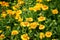 Yellow Gaillardia flower blossom in spring season