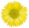 Yellow gaillardia flower isolated