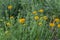 Yellow galata flowers cultivated on the field. Used selective focus.