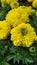 Yellow Ganda Flower of Bengal