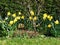 Yellow garden Daffodil border