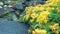 Yellow garden flowers in the foreground. In the background, a river on the rocks. Camera movement makes it possible to