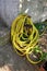 Yellow Garden Hose