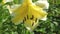 Yellow garden lily blooms in summer in the garden. close-up. Flower business. Beautiful spring flowers in the flowerbed