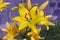 Yellow garden Lily growing in the garden against a lilac fence