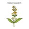 Yellow or garden loosestrife Lysimachia vulgaris , medicinal plant