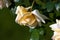 Yellow garden roses with bent down medium sized double blooms, Khortitsa, Ukrainian bred rose