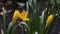 Yellow garden snow crocus or golden crocus Crocus chrysanthus flowers on the rain close up selective focus