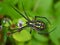 Yellow Garden Spider Underside