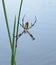 Yellow garden spider on a web by green grass