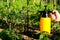Yellow garden sprayer bottle in human hand. Spraying a tomato stalks against plant diseases and pests. Use hand sprayer with