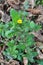 Yellow garden thistle Sonchus oleraceus grows in nature