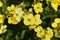 Yellow garden wallflower