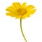 Yellow garland chrysanthemum