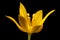 Yellow Garlic Allium moly. Flower Closeup