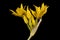 Yellow Garlic Allium moly. Inflorescence Closeup