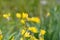Yellow garlic Allium moly Jeannine, flowering plants