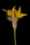 Yellow Garlic (Allium moly). Opening Umbel Closeup