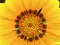 Yellow Gazania flower