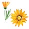 Yellow gazania flower. Floral botanical flower. Isolated illustration element.