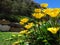 Yellow gazanias