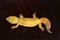 Yellow Gecko Creeping Up with Black background Top View