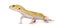 Yellow gecko standing, isolated