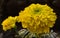 A yellow genda flower