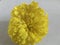 Yellow Genda flower in favourite Mata Lakshmi big