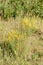 Yellow Genista Januensis