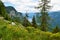 Yellow Genista radiata flowers in the mountains of Julian alps