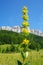 Yellow gentian