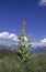 YELLOW GENTIAN gentiana lutea, MOUNTAIN IN FRENCH ALPS