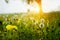 Yellow gentle dandelions and other flowers on the spring meadow. Art photo. soft selective focus.