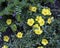 Yellow geranium blooms