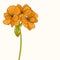 Yellow geranium flower drawing
