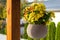 Yellow geranium in a hanging flower pot on the terrace