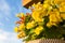 Yellow geranium in a hanging flower pot on the terrace