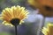 Yellow Gerber daisies in the sun