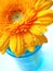 Yellow gerbera