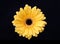 Yellow Gerbera