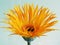 Yellow gerbera