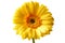 Yellow gerbera