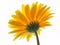 Yellow gerbera