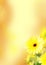 Yellow gerbera background