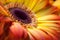 Yellow gerbera closeup with drops of dew.