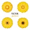 Yellow gerbera collection