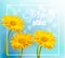 Yellow gerbera daisies on a blue bokeh background. Spring sale